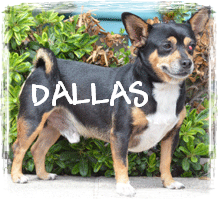 READ DALLAS'S STORY