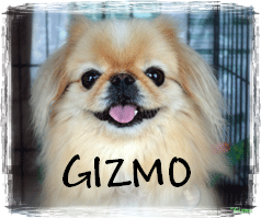 READ GIZMO'S STORY