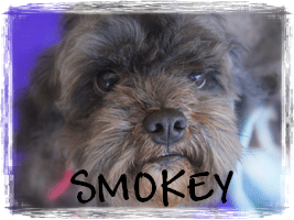 READ SMOKEY'S STORY