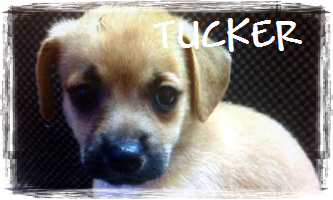 READ TUCKER'S STORY